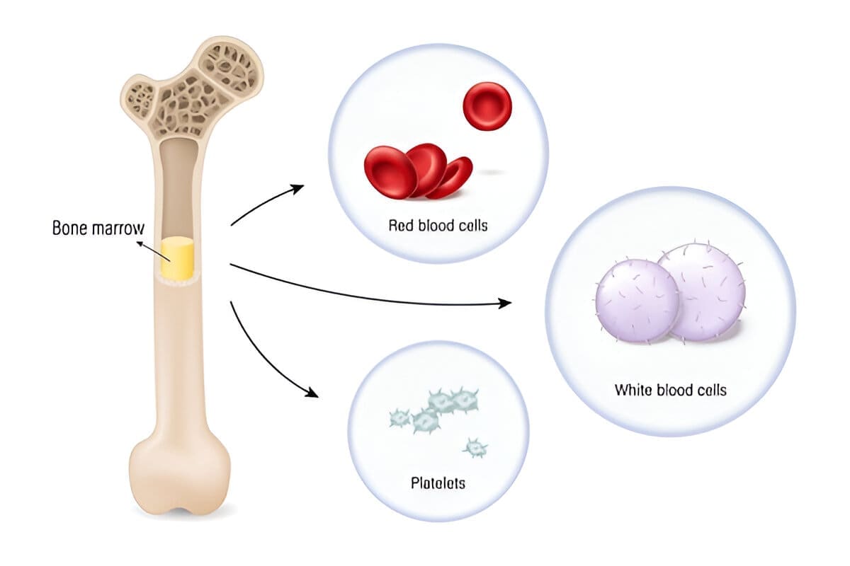 Diagram of bone marrow inside a human bone showing its role in producing red blood cells, white blood cells, and platelets.