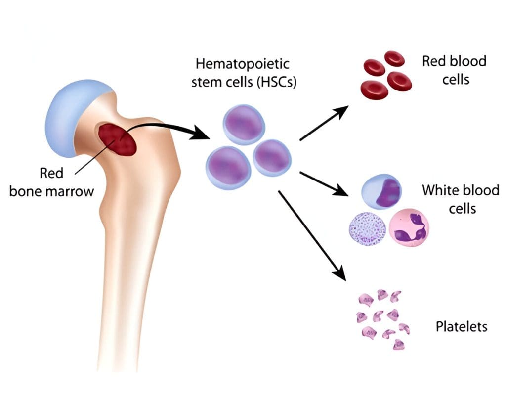 Diagram showing red bone marrow inside a bone, producing hematopoietic stem cells (HSCs) that develop into red blood cells, white blood cells, and platelets.