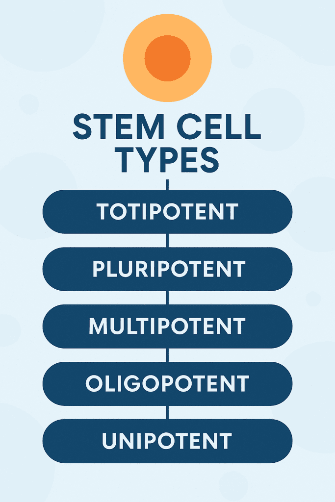 What are the five types of stem cells? 3 Types of stem cells