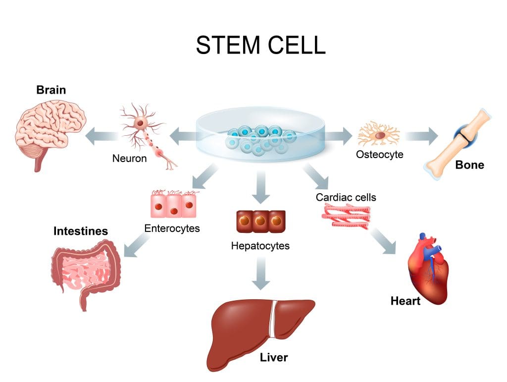Understanding Stem Cells The Building Blocks of Regenerative Medicine LIV Hospital