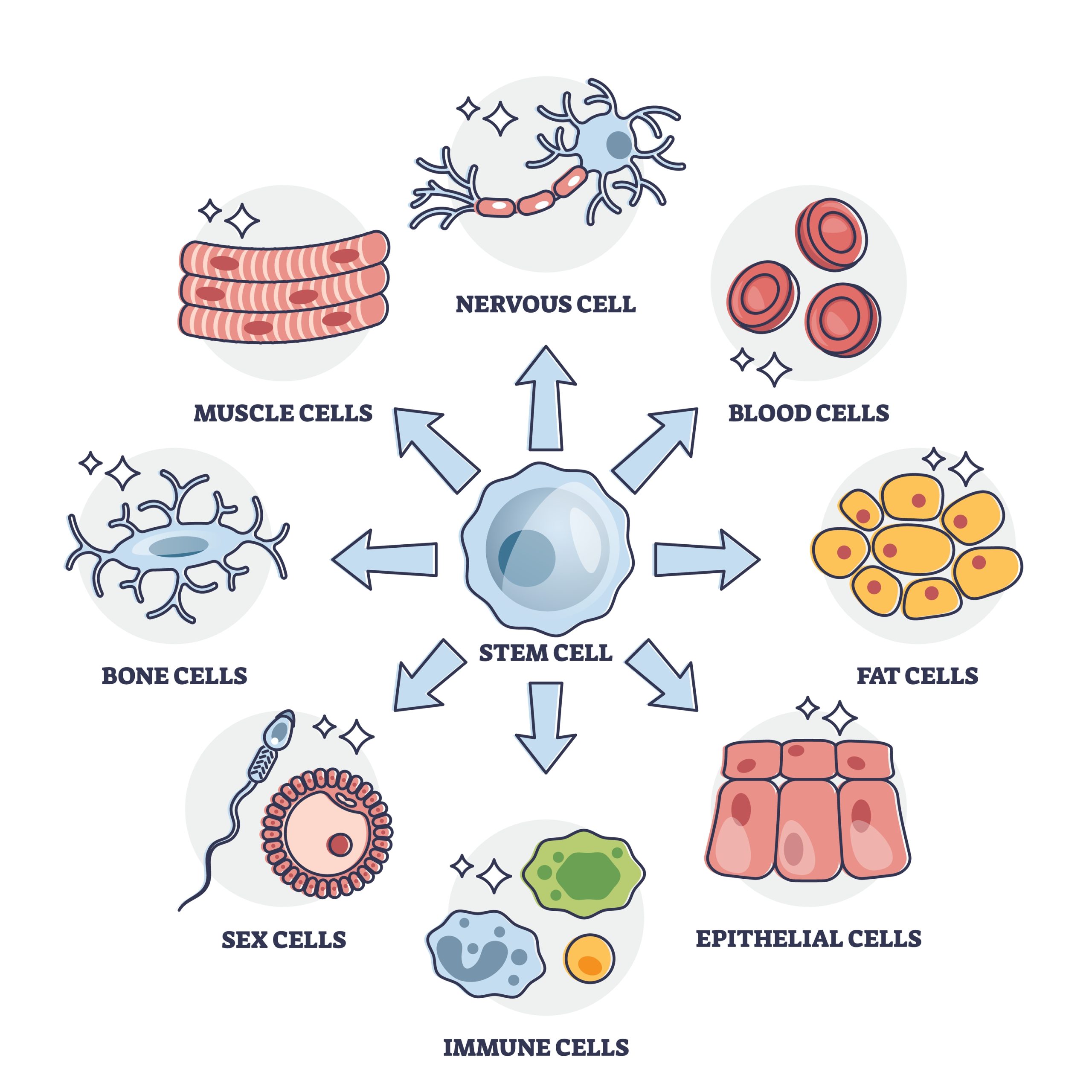 Diagram showing the process of collecting stem cells via blood donation.