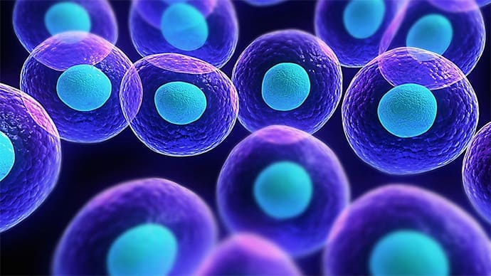 Where are embryonic stem cells found in the body? 3 adult stem cell therapy LIV Hospital