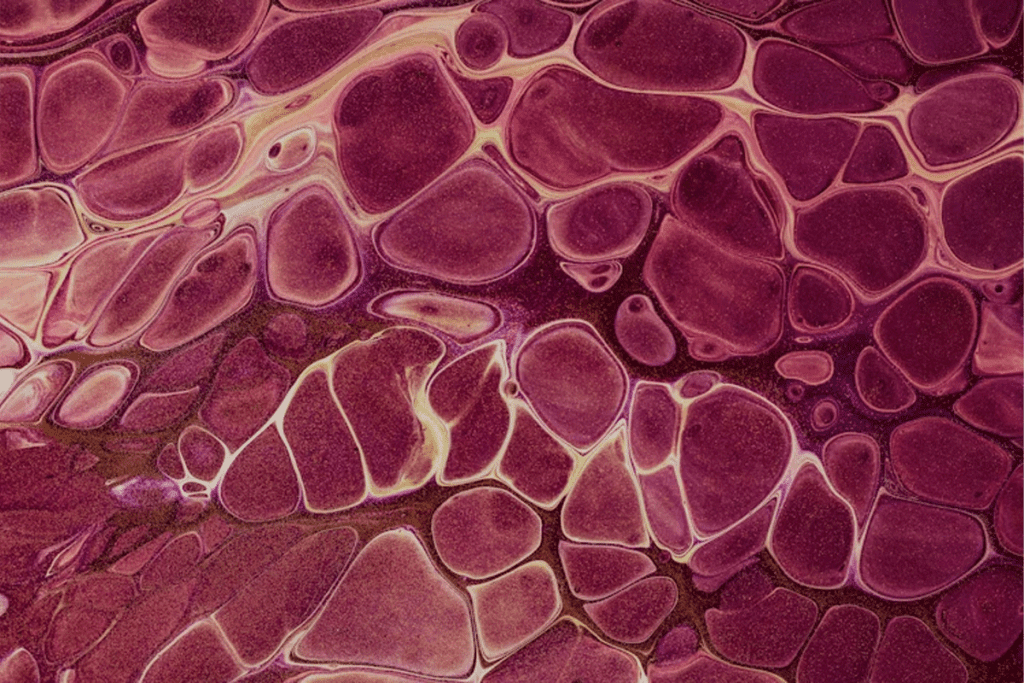 Bone Marrow Stem Cells vs Fat Stem Cells: Differences and Uses