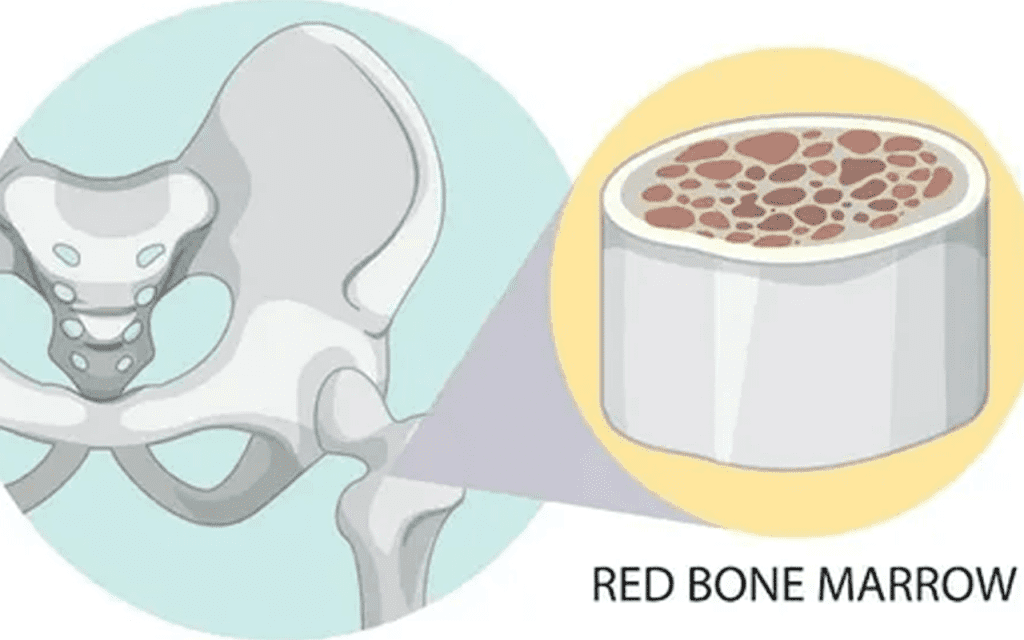 Bone Marrow: Powerful Source of Stem Cells for Healing