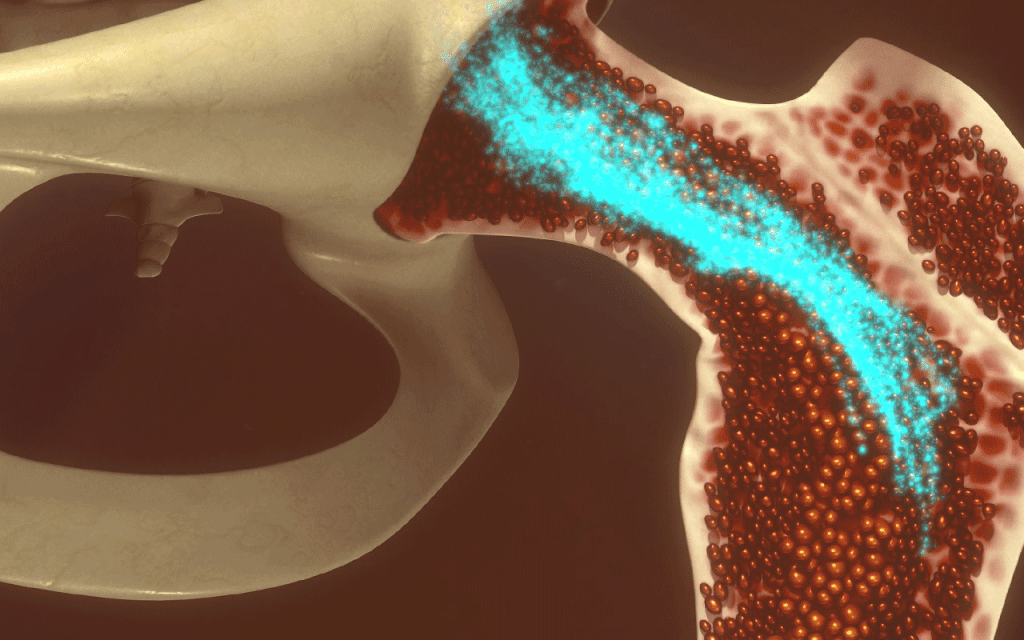 Bone Marrow: Powerful Source of Stem Cells for Healing