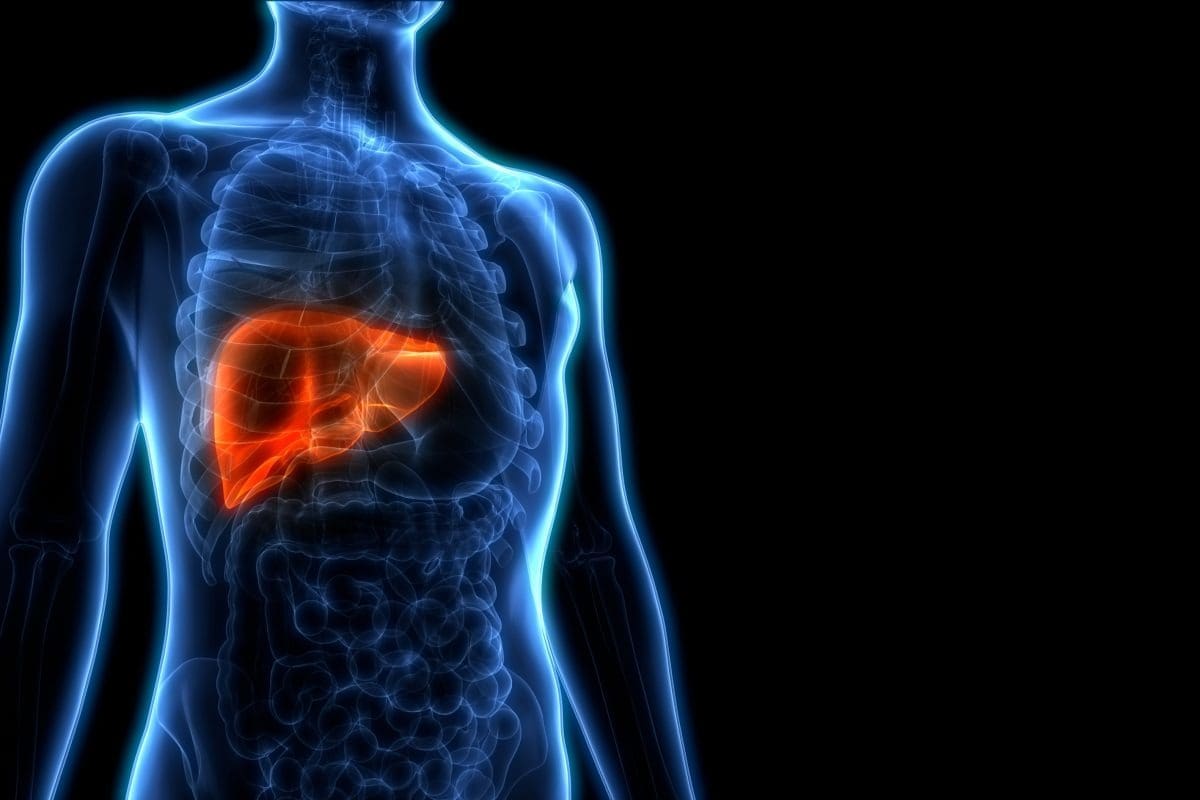 Can a Liver Grow Back After Removal? What Does the Liver Do