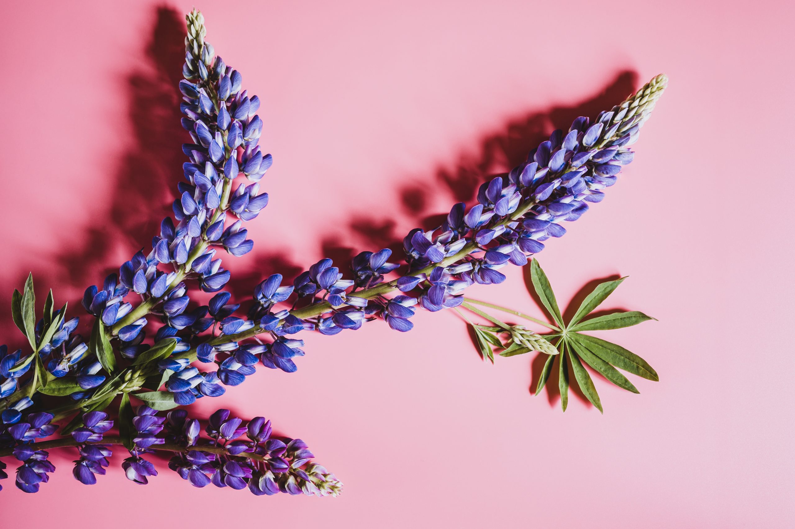 What is lupin allergy