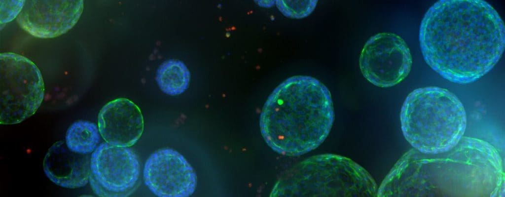 Where are embryonic stem cells found in the body? 4 media 1302b354856c6261eda3552e4706096f5a306330b LIV Hospital