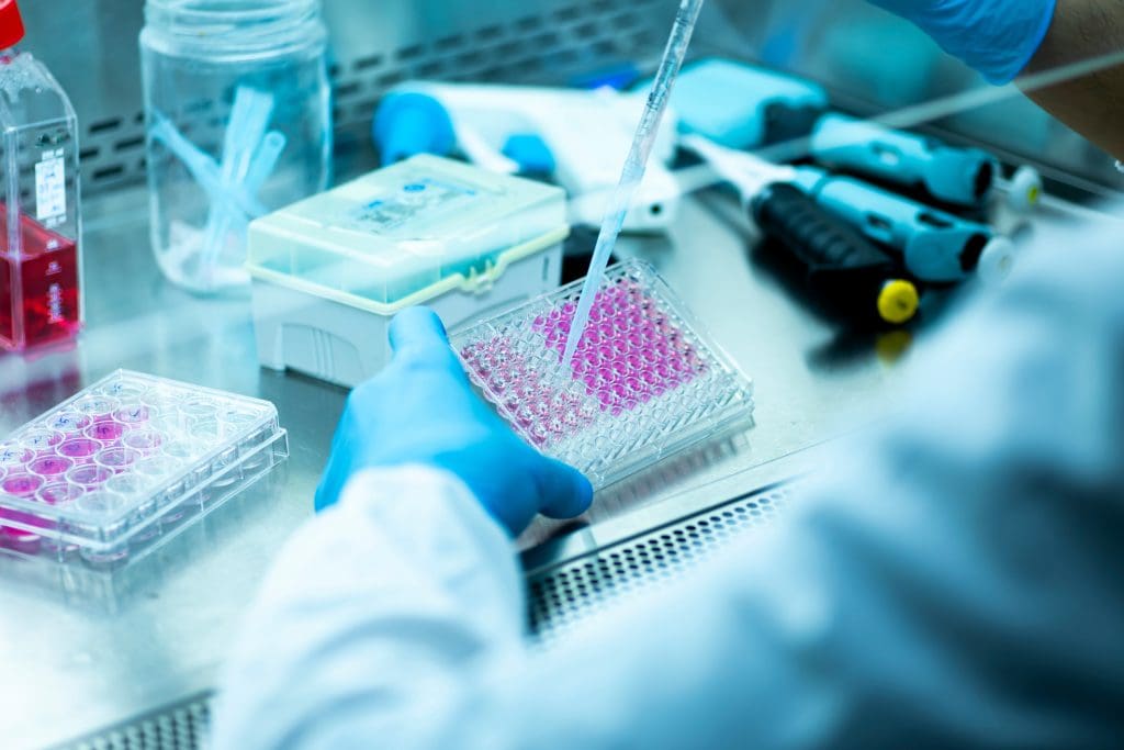 How much cacao per day to increase stem cells?