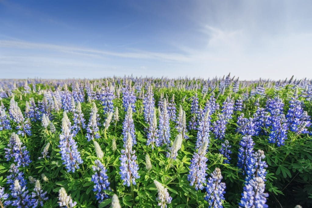 What is lupin allergy