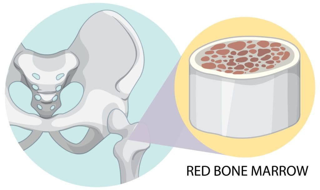 A cross-section of hematopoietic tissue in the bone marrow