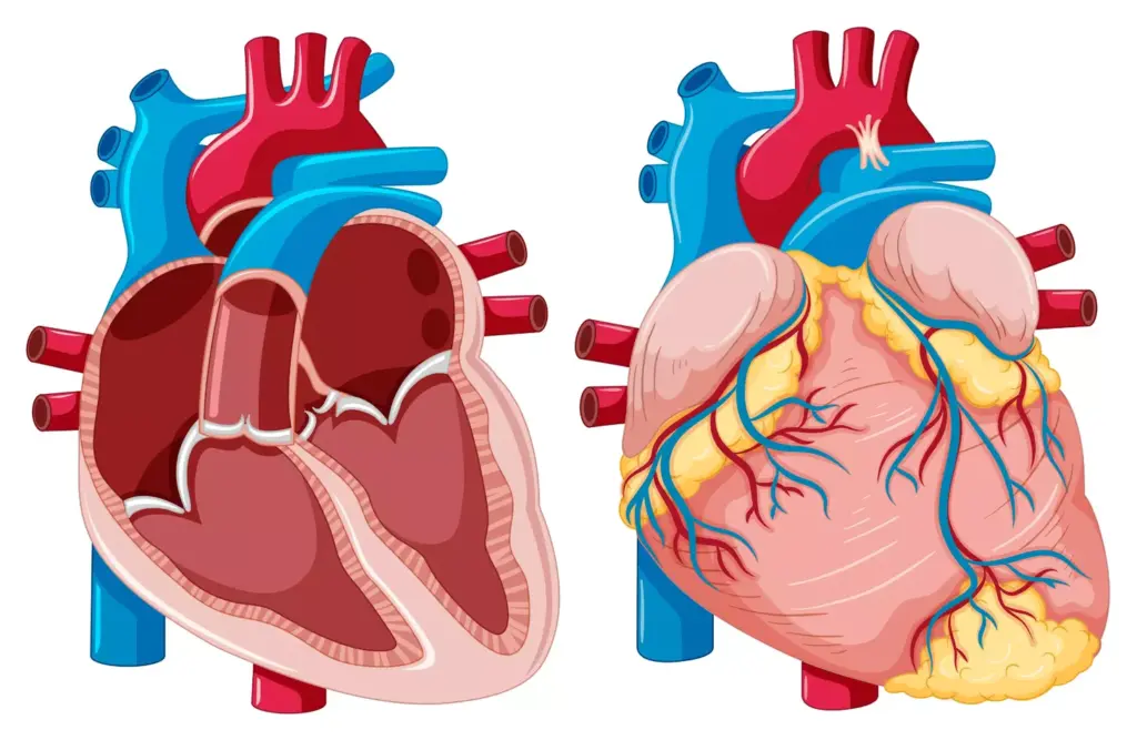 A detailed anatomical cross-section of the atrioventricular valves, illuminated by soft, natural lighting. The tricuspid valve on the right and the mitral valve on the left are shown in vivid detail, with their intricate leaflets, chordae tendineae, and papillary muscles clearly visible. The ventricles and atria are rendered in a semi-transparent manner, allowing the viewer to appreciate the structure and function of these critical cardiac structures. The composition is centered and balanced, with a sense of depth and dimensionality achieved through the use of a medium-wide angle lens. The overall tone is one of clinical precision and educational clarity, perfect for illustrating the anatomy of the atrioventricular valves.