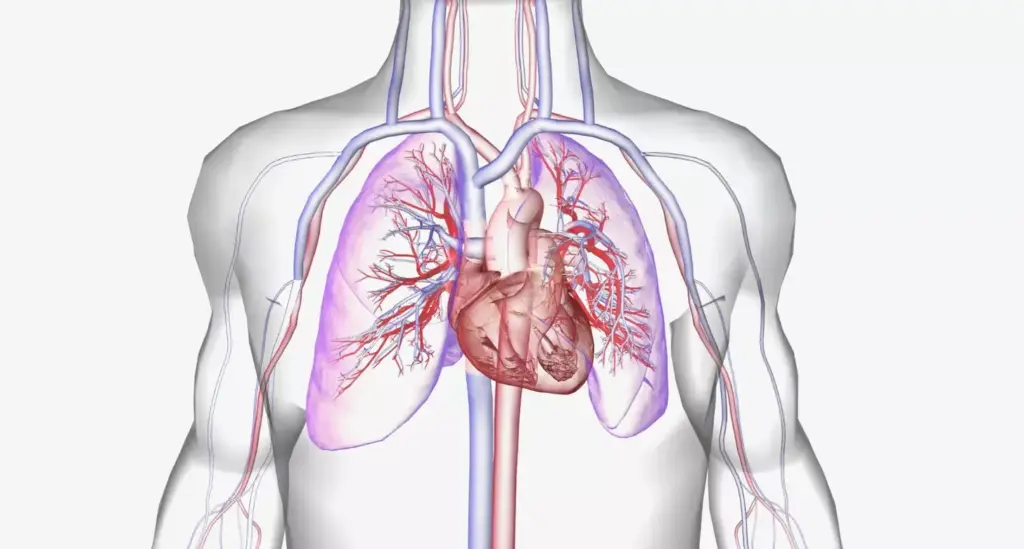 A detailed anatomical illustration of the heart-lung interaction, showcasing the physiological connection between the cardiovascular and respiratory systems. In the foreground, a cross-sectional view of the heart and lungs, with the atria and ventricles, pulmonary arteries and veins, and alveoli clearly visible. The middle ground features intricate vascular and airway networks, highlighting the exchange of gases between the blood and the lungs. The background depicts a softly blurred, ethereal landscape, evoking a sense of the delicate balance and harmony within the cardiopulmonary system. The overall scene is rendered in a crisp, technical style, with a cool, clinical color palette and precise, high-resolution details, suitable for a medical reference illustration.