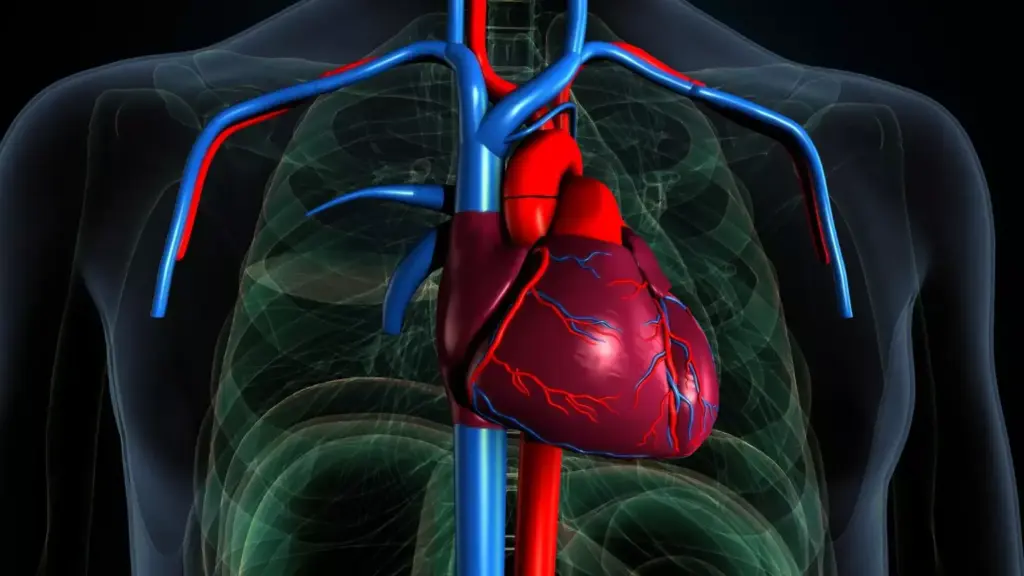 A detailed anatomical illustration of the human heart, focusing on the features of atrial fibrillation and heart failure. Rendered in a realistic, scientific style with precise detail and accurate anatomical proportions. The heart is shown in a cutaway view, allowing a clear view of the atria, ventricles, and surrounding structures. The left atrium is enlarged and irregular, depicting the erratic electrical signals of atrial fibrillation. The ventricles appear enlarged and weakened, characteristic of heart failure. The image is illuminated by soft, directional lighting to accentuate the three-dimensional form and create a sense of depth and volume. The background is a muted, neutral tone to allow the heart anatomy to be the central focus.
