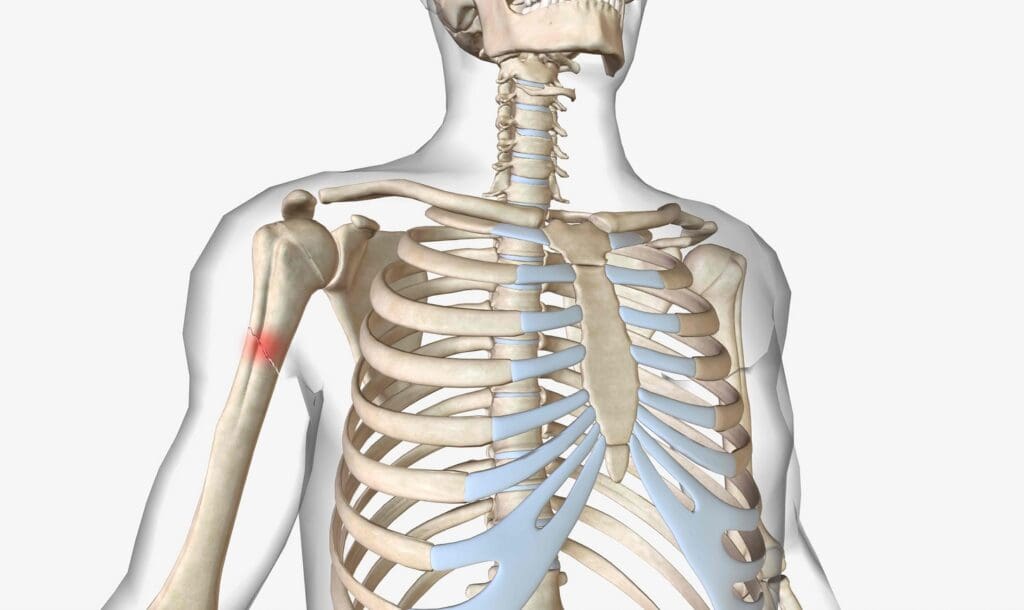 A detailed anatomical illustration of the human shoulder