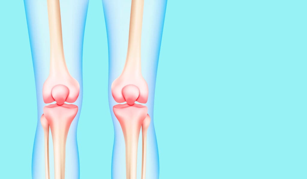 A detailed close-up view of a human knee joint,