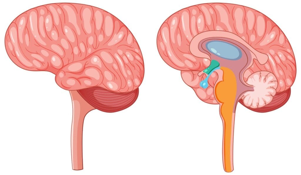 A detailed cross-section of the human brain