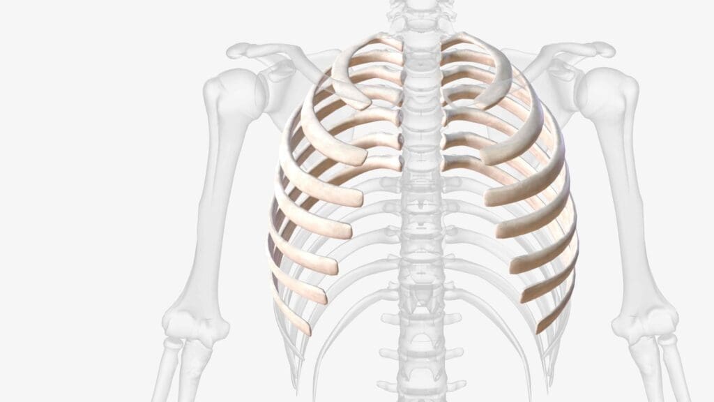 A detailed cross-section of the human spine