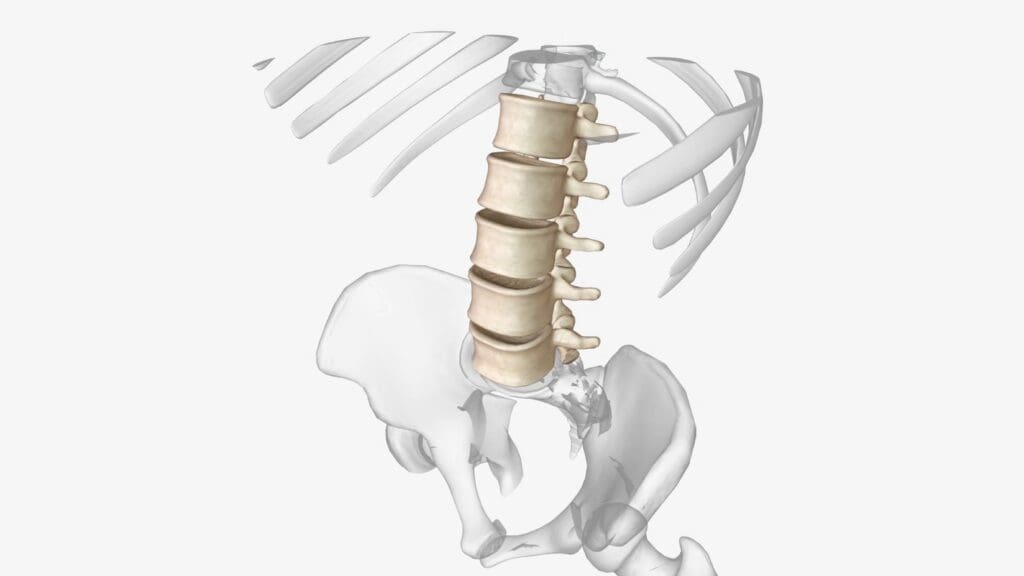 A detailed cross-section of the spine, revealing the effects of traumatic spinal autofusion