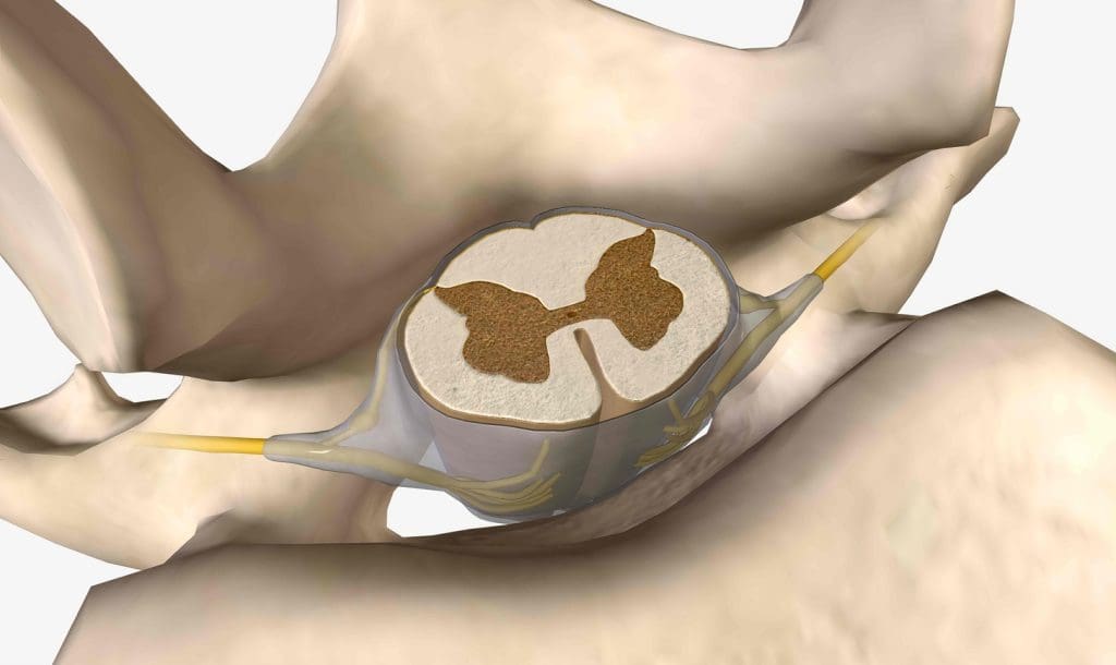 A detailed, cross-sectional view of the bone marrow