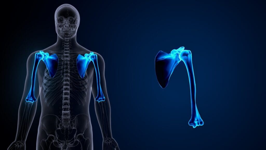 A detailed shoulder x-ray revealing the intricate anatomy of a shoulder replacement