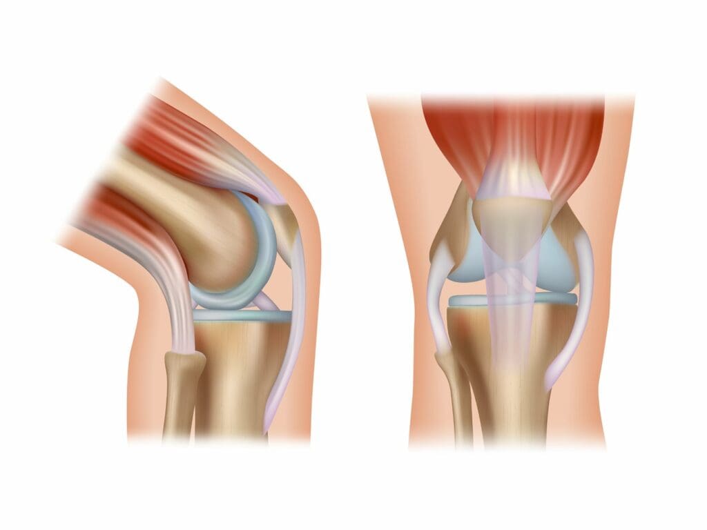 A high-resolution, anatomically accurate illustration of the medial compartment of the knee joint, shown in a detailed cross-sectional view