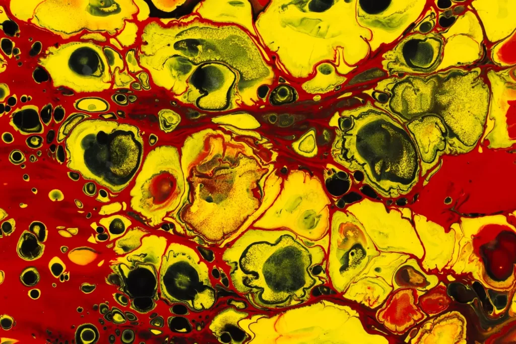 An anatomical cross-section showcasing the distinct structures of red and yellow bone marrow. In the foreground, the rich crimson hue of the red marrow, packed with blood-producing cells, contrasts sharply with the pale, fatty yellow marrow. The middle ground reveals the spongy, trabecular bone framework that supports these two unique tissue types. Soft, diffused lighting illuminates the scene, highlighting the intricate details and cellular organization. Captured with a macro lens for maximum clarity, this image provides a visually compelling representation of the fundamental differences between the two forms of bone marrow.