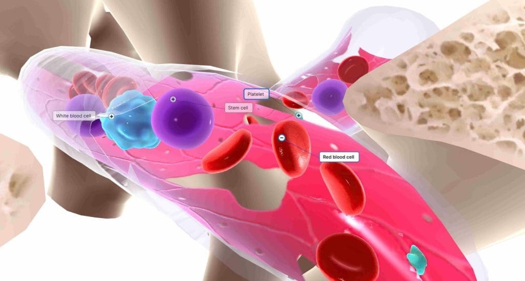 Bone Marrow and Its Function