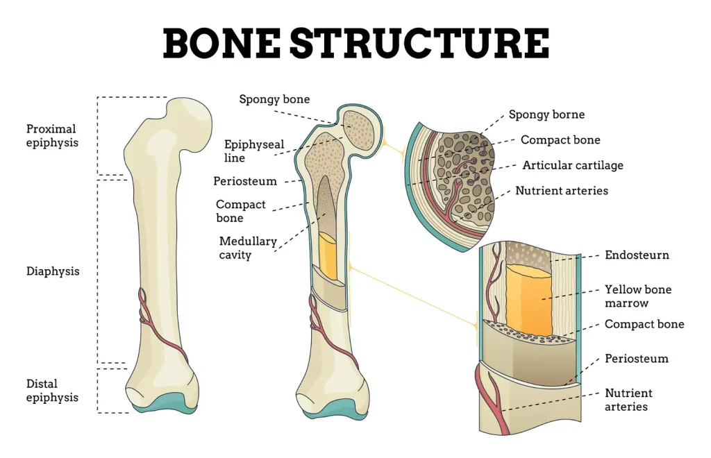 Bone marrow anatomy