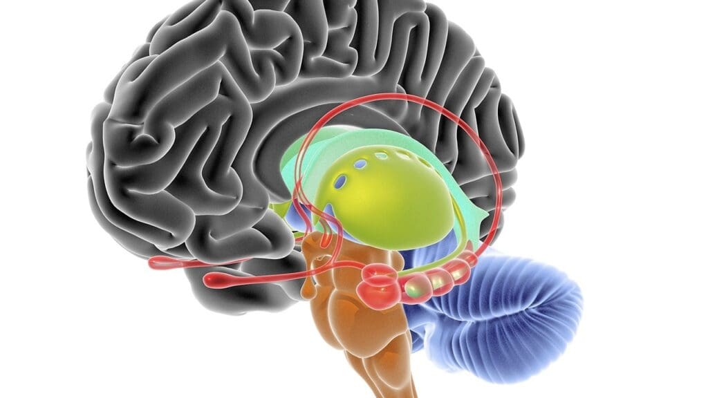 Critical Nature of Brain Stem Tumor