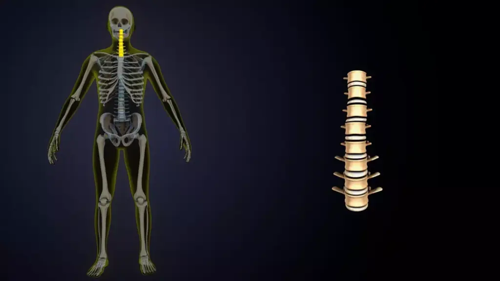 Detailed, high-resolution, anatomical illustration of the cervical spine, depicting the vertebrae, intervertebral discs, and surrounding structures. Crisp, photorealistic rendering with a neutral, clinical atmosphere. Precise lighting accentuates the intricate skeletal and soft tissue features from a mid-sagittal perspective, allowing clear visualization of the spinal cord, nerve roots, and supporting ligaments. Maintain a balanced, symmetrical composition with a clean, white background, emphasizing the subject matter. Convey a sense of scientific inquiry and educational purpose, suitable for use in a medical article.