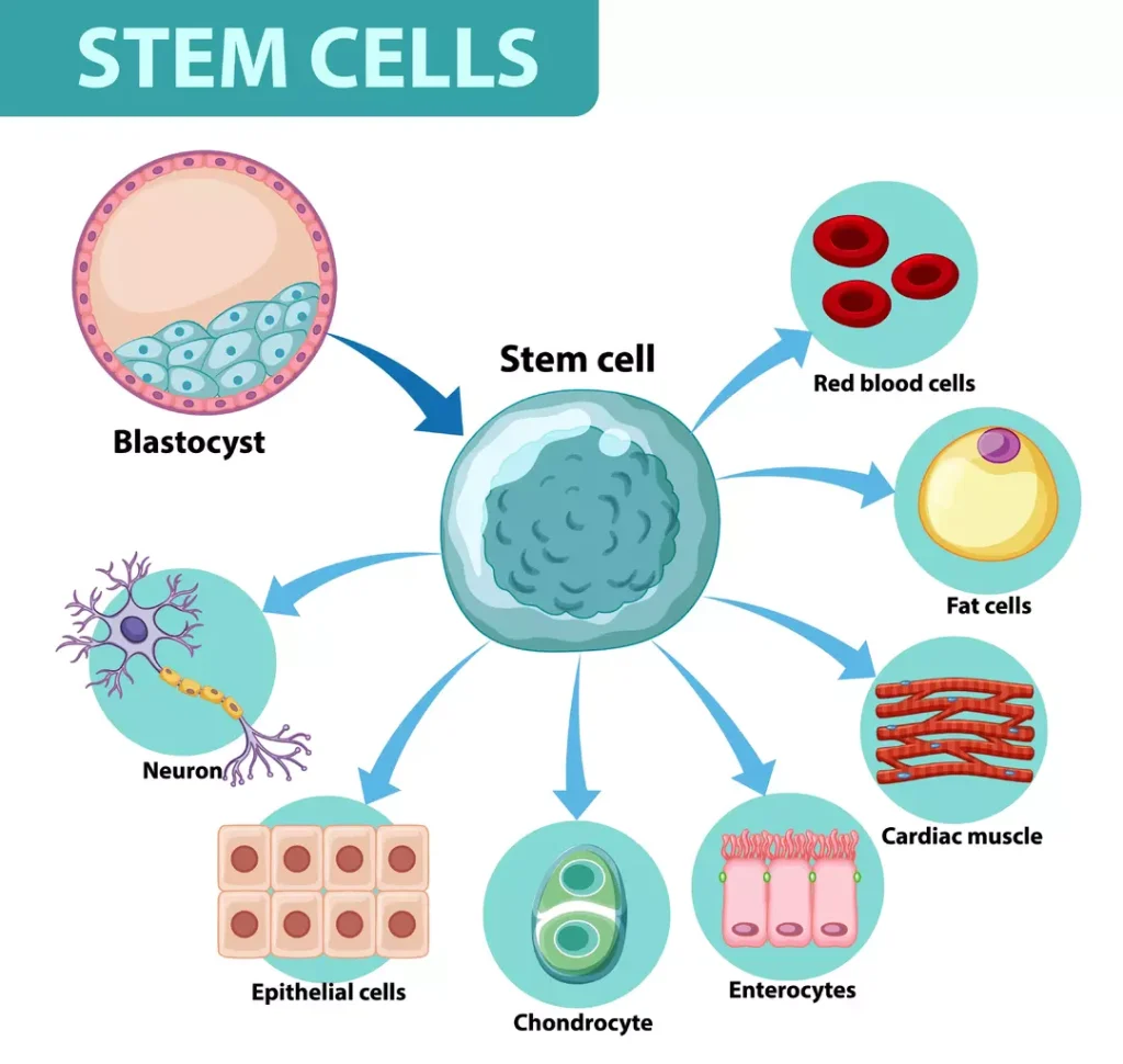 Embryonic stem cells