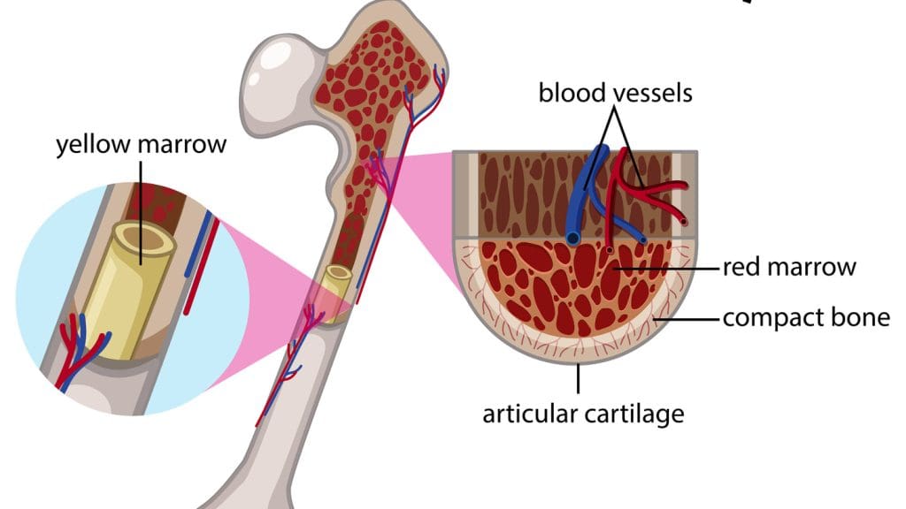 Inner bone structure