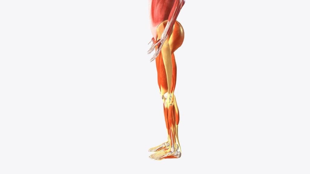 Muscle-Related Causes of Back Thigh Pain
