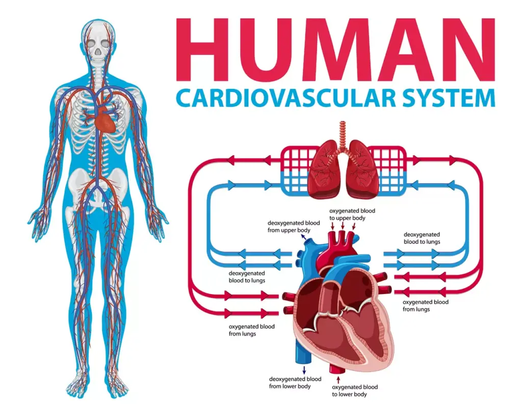 Overview of the Aortic System
