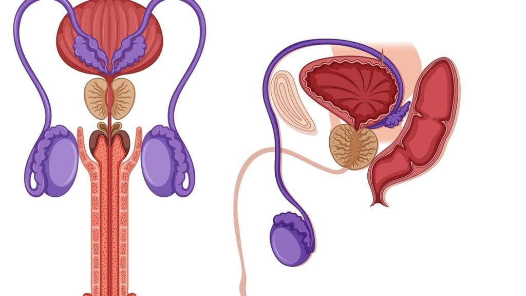7 Effective Treatments for Prostate Cancer Recurrence After Prostate Removal 1 7 Effective Treatments for Prostate Cancer Recurrence After Prostate Removal