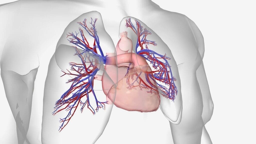 Pulmonary Circulation System