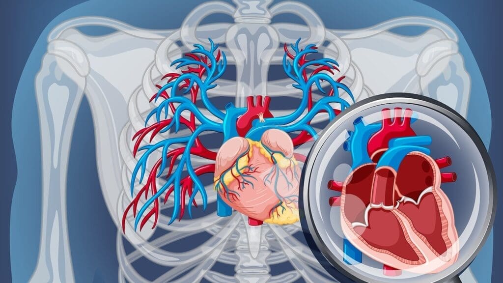 Understanding Bicuspid Aortic Valve