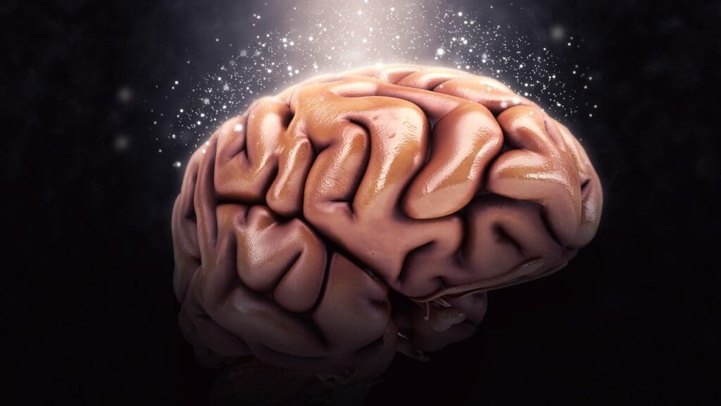 Understanding the Brainstem