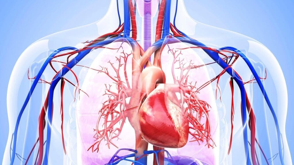 Vital Role of Blood Vessels in Human