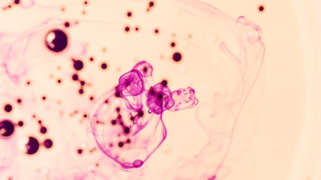 adult stem cells location