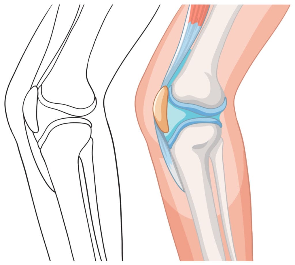 anatomically accurate illustration of a human knee joint