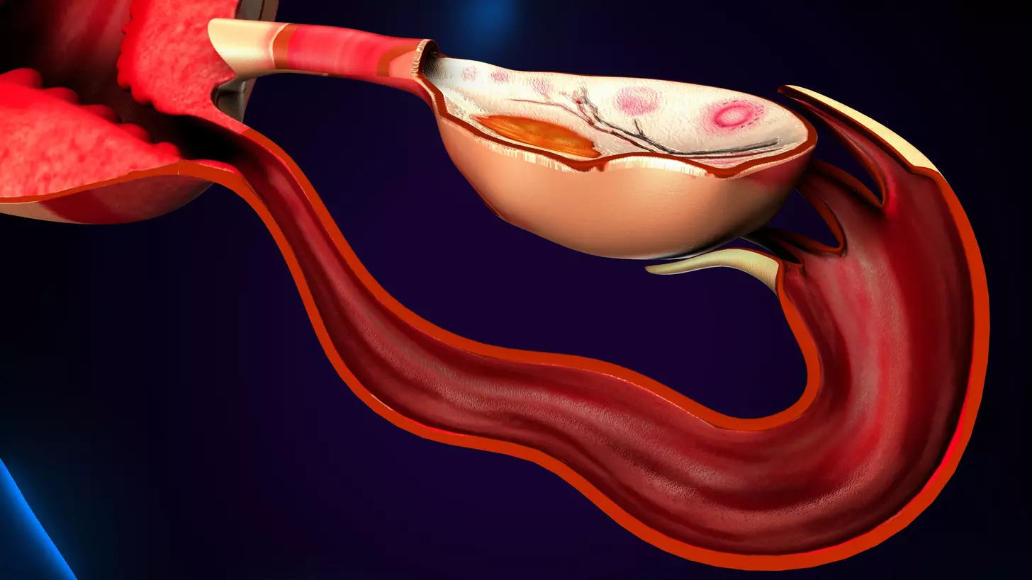 are formed in the bone marrow and the spleen