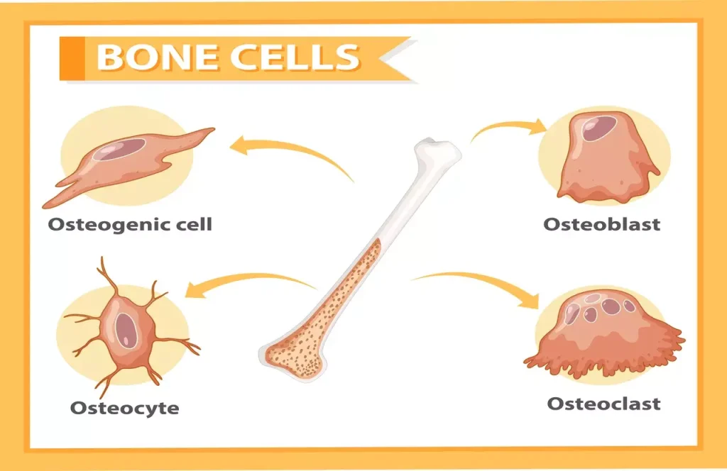 bone marrow symptoms