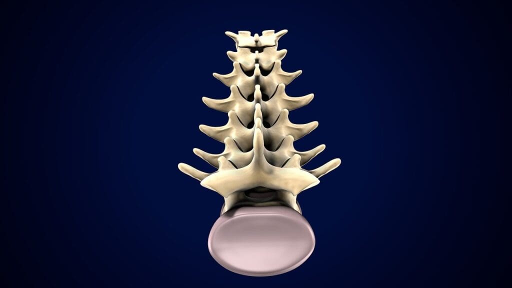 c3 and c4 vertebrae