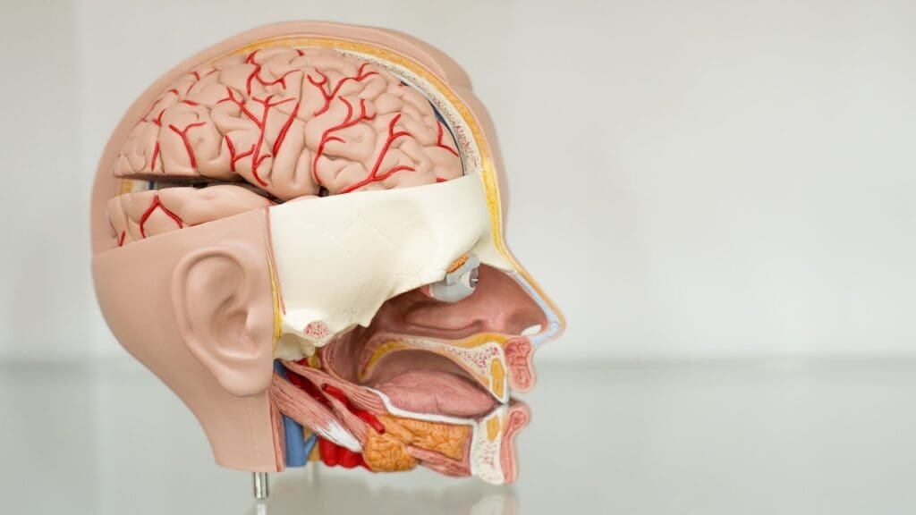 5 Key Facts About Arachnoid Cysts in the Brain: Symptoms, Locations, and Treatment