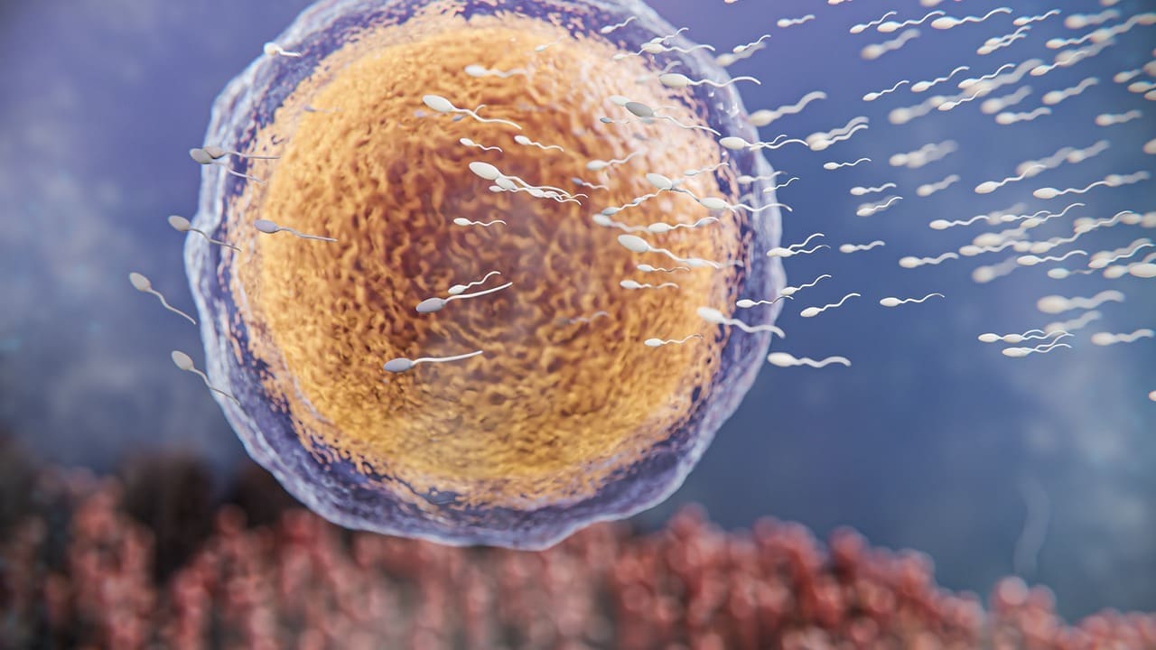 embryonic vs somatic stem cells