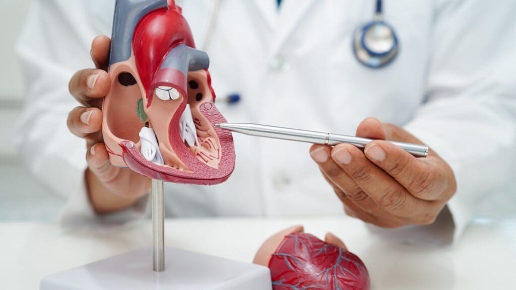 heart's electrical system