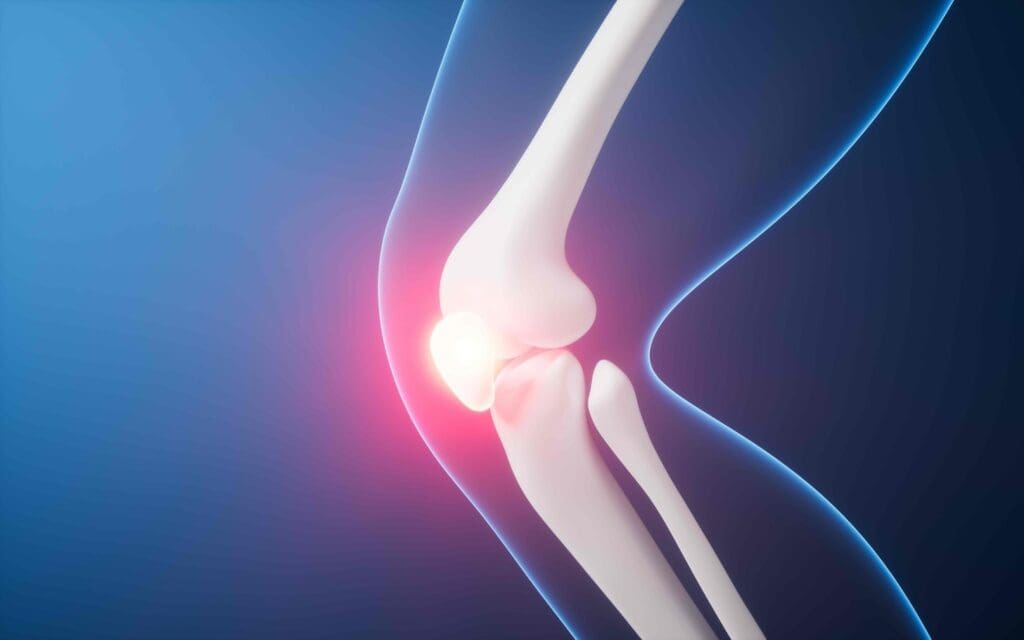 human knee joint