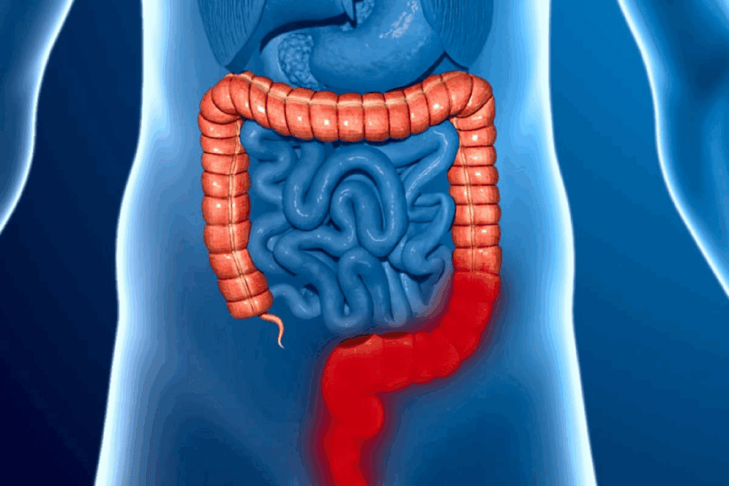 How Long Is Your Large Intestine? Explained 1 How Long Is Your Large Intestine? Explained